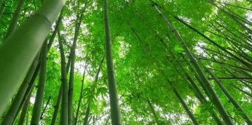 你知道樹木在園林綠化中的分類嗎？