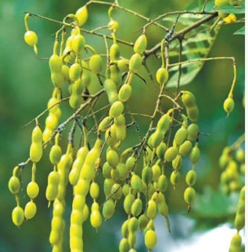 行道樹如何為城市增綠給生活添彩？