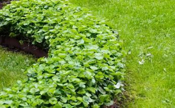 園林綠化時(shí)，植物配置的技巧有哪些呢？